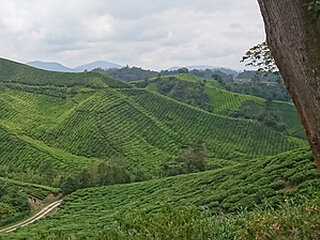 bretznak